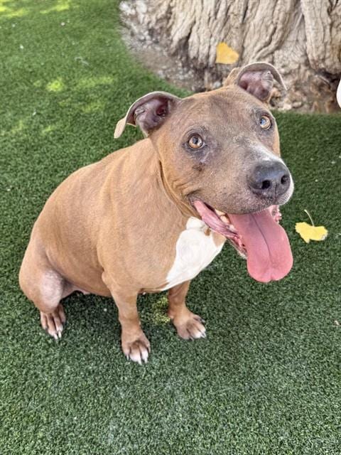 Photo of Lily, adoptable senior Pit Bull Terrier in Castaic, California