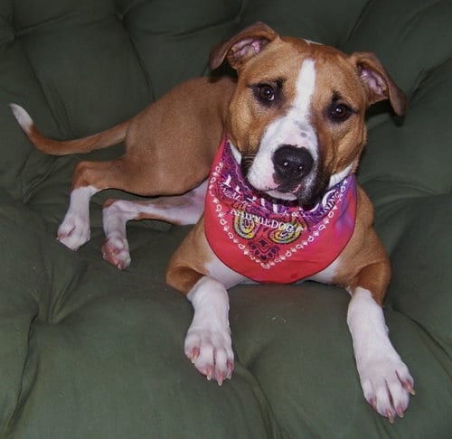 Photo of Chyna, adoptable senior American Pit Bull Terrier in Shell Lake, Wisconsin