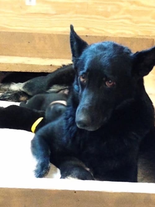 Sambra, adoptable senior German Shepherd Dog in Kansas City, MO