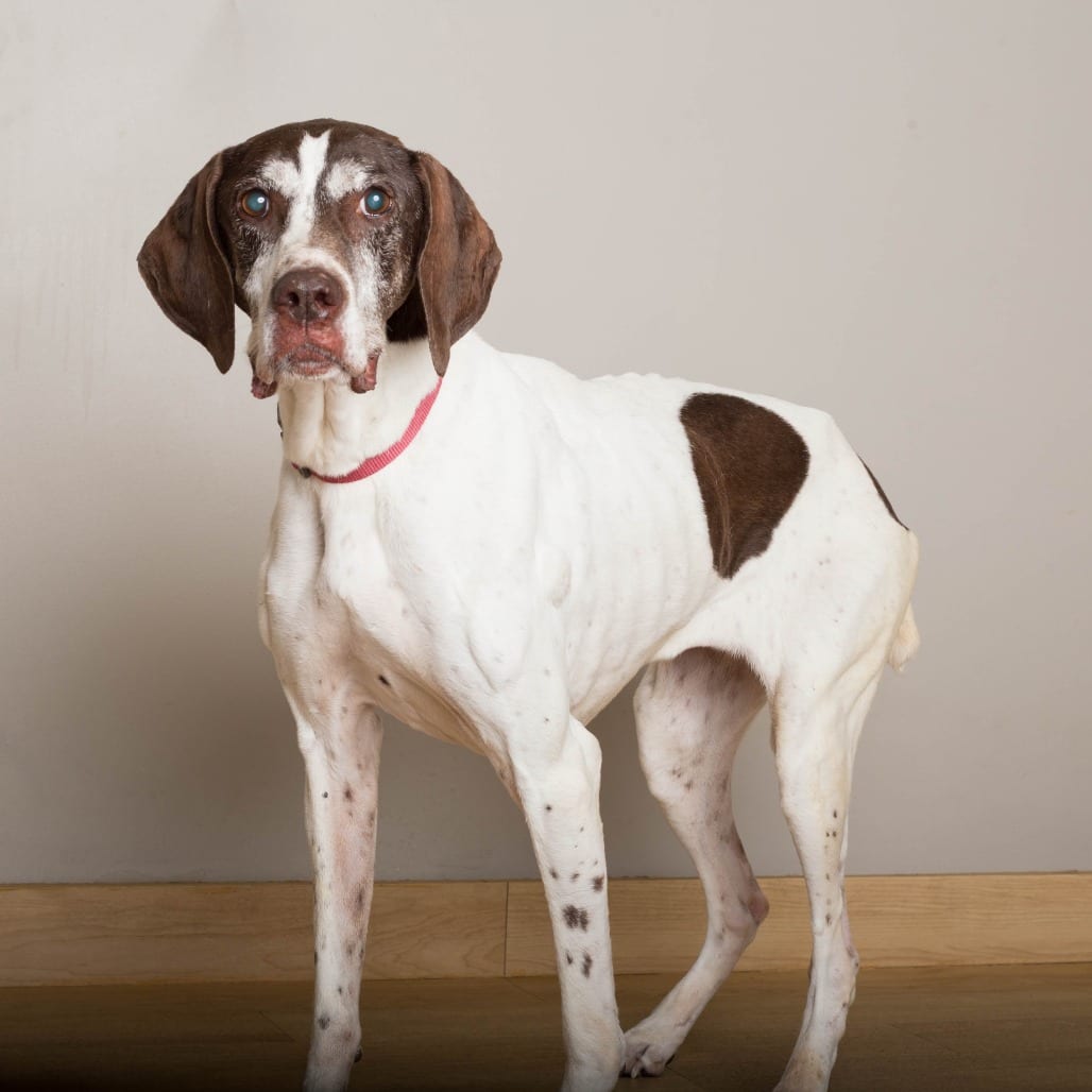 Photo of Bruhni (Brew Knee) D71439, adoptable senior Pointer, German Shorthaired in Minnesota, Minnesota