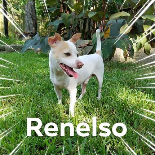 Renelso, adoptable senior Jack Russell Terrier in Missouri City, TX
