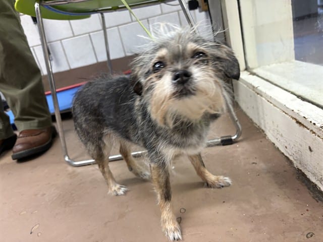 Photo of Ruby, adoptable senior Chihuahua - Long Haired in Chicago, Illinois
