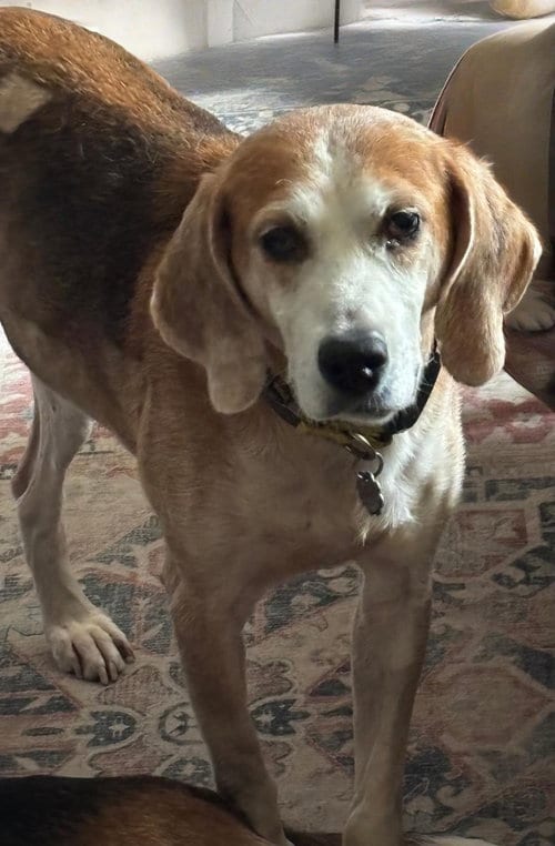 Photo of Gomer, adoptable senior American Foxhound in Norfolk, Virginia