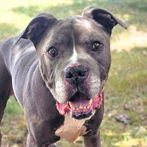 Photo of Jackson, adoptable senior Pit Bull Terrier in Framingham, Massachusetts