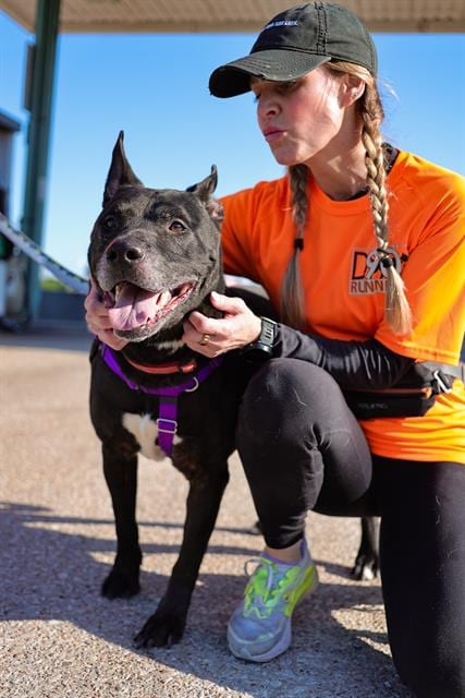 Photo of Big John, adoptable senior Pit Bull Terrier in Dallas, Texas