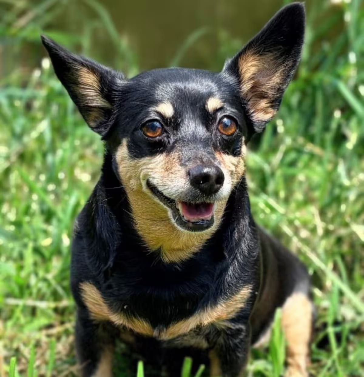 Photo of Millie, adoptable senior Chihuahua Dachshund in Bridgeton, Missouri