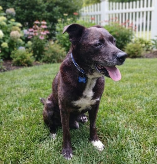 Photo of Victor, adoptable senior Hound in Roswell, Georgia
