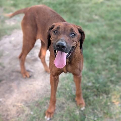 Photo of Louise, adoptable senior Rhodesian Ridgeback in Conroe, Texas
