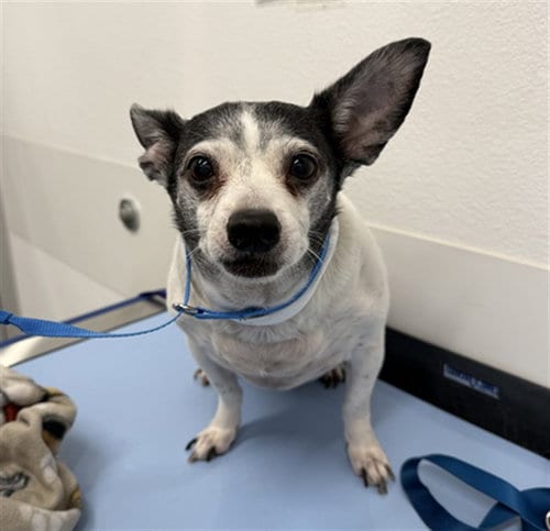 Photo of Moo, adoptable senior Chihuahua in Mesa, Arizona