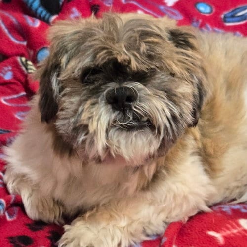 Photo of Dudley Duddles, adoptable senior Shih Tzu in Normal, Illinois