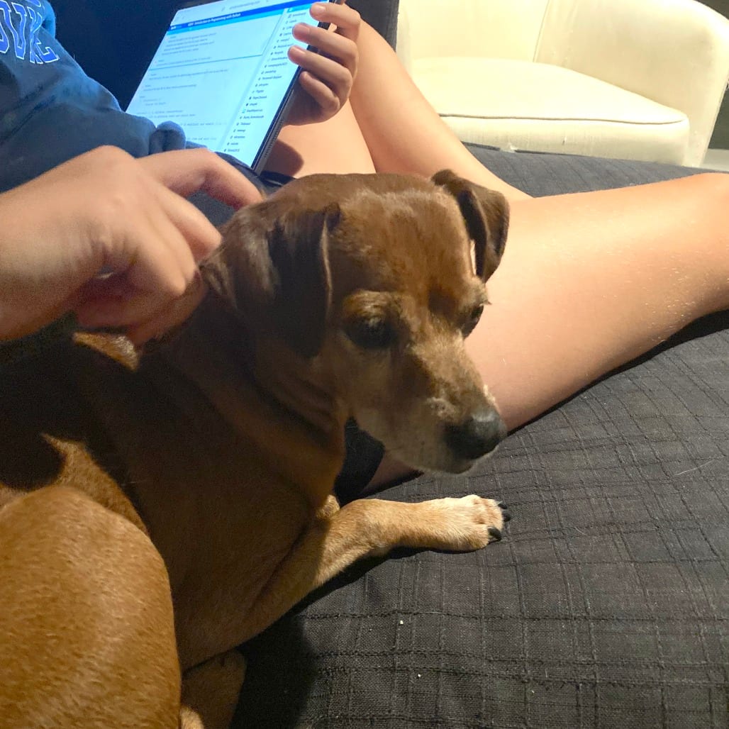Photo of Kiwi, adoptable senior Chihuahua / Mixed Breed (Small) in Fairfax Station, Virginia