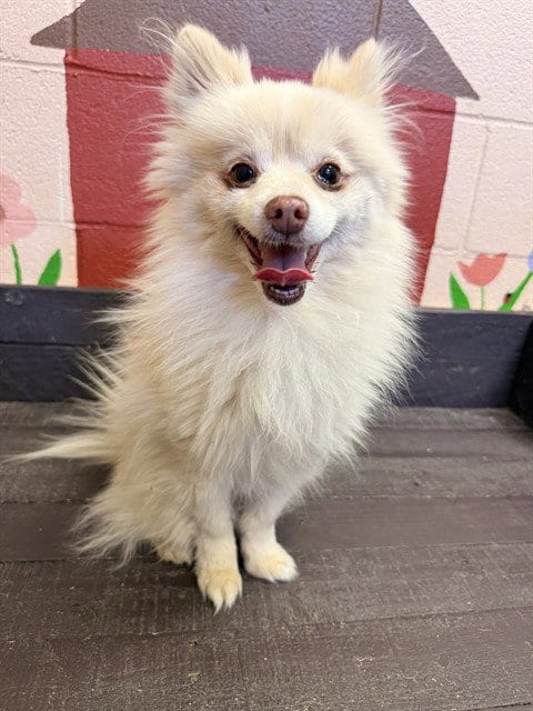 Photo of Fritz, adoptable senior Pomeranian in Castaic, California