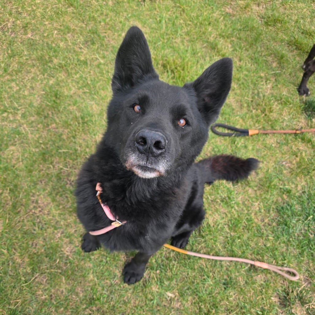Photo of Jenkins KCAC 26-32249, adoptable senior Chow Chow / Husky, Siberian in Hayden, Idaho