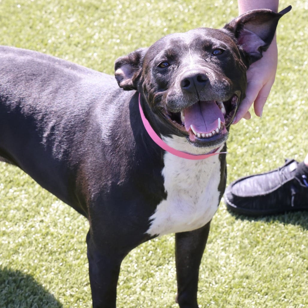 Photo of MJ, adoptable senior Mixed Breed (Medium) in Spartanburg, South Carolina