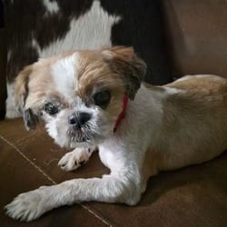 Photo of Mustard PF, adoptable senior Shih Tzu in Richfield, Minnesota