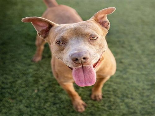 Photo of Paco, adoptable senior Pit Bull Terrier in Las Vegas, Nevada