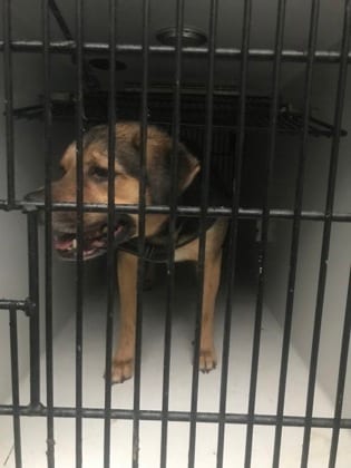 Photo of Cheech, adoptable senior dog in Atlanta, Georgia