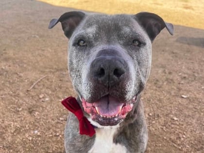 Photo of Drizzy HW+, adoptable senior dog in Georgetown, Texas
