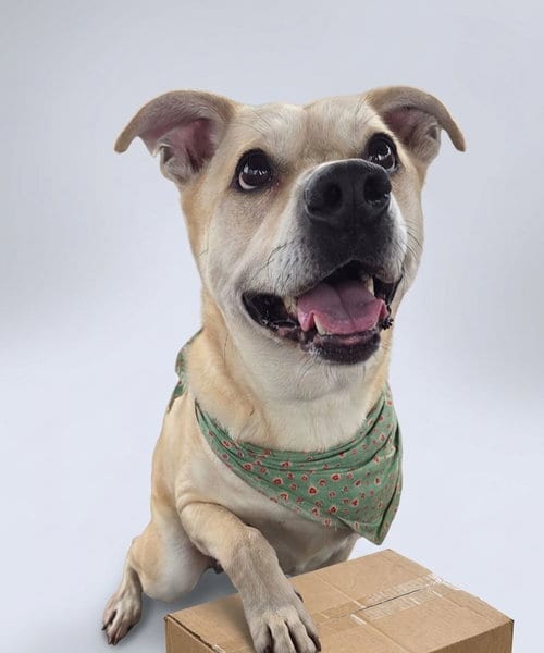 Photo of Gus, adoptable senior Yellow Labrador Retriever in Martinsburg, West Virginia
