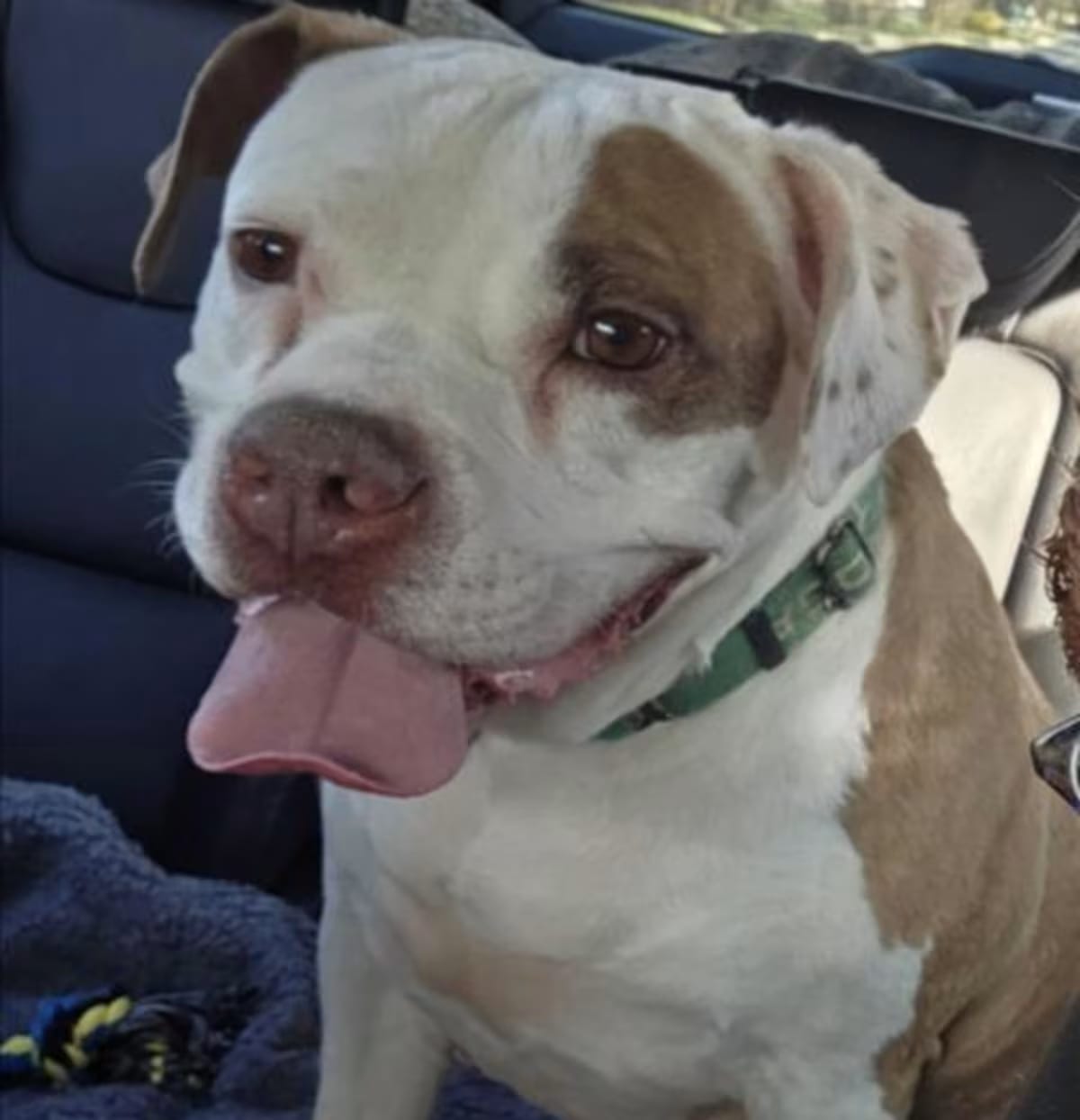 Photo of Ordelia, adoptable senior Boxer in Derwood, Maryland