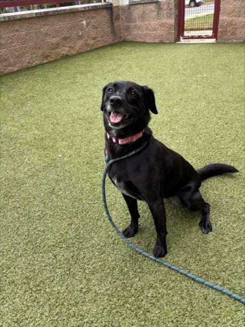 Photo of Abbey, adoptable senior Labrador Retriever in Derwood, Maryland