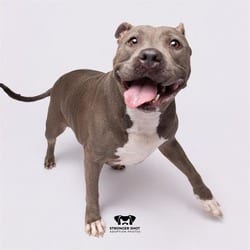 Photo of Starfire, adoptable senior American Pit Bull Terrier in Land O'Lakes, Florida