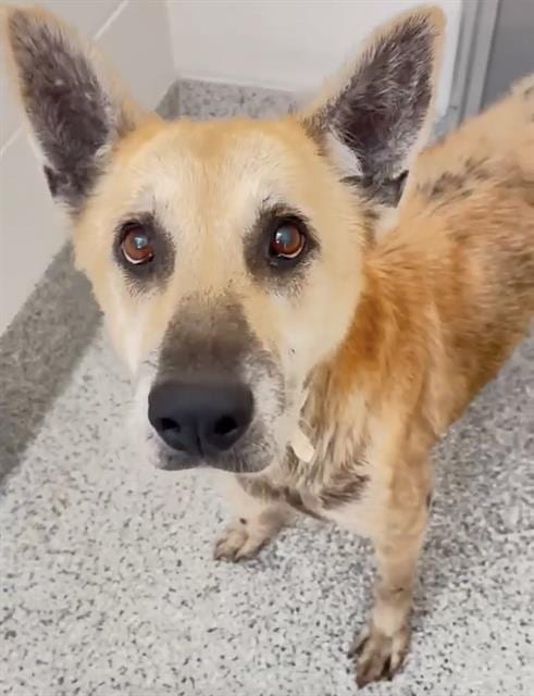 Photo of Ruthie, adoptable senior German Shepherd Dog in Houston, Texas