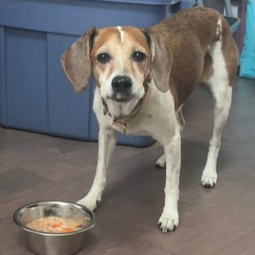 Photo of Daisy, adoptable senior Beagle in Bolivia, North Carolina