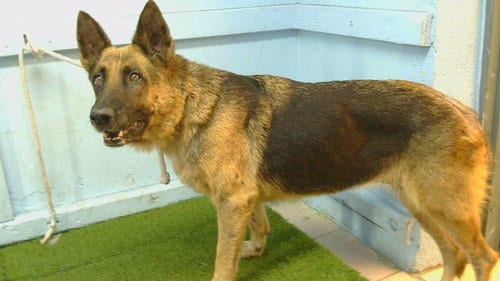 Photo of Lexis, adoptable senior German Shepherd Dog in Gardena, California