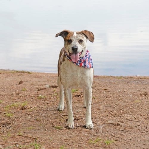 Parker (Peter Parker), adoptable senior Australian Cattle Dog/Blue Heeler in Gretna, NE