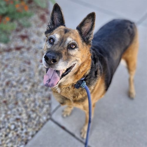 Photo of Zoe, adoptable senior German Shepherd Dog in Mesa, Arizona