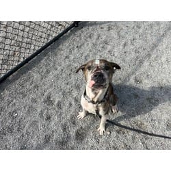 Photo of Hammer, adoptable senior Mixed Breed (Medium) in Maumee, Ohio