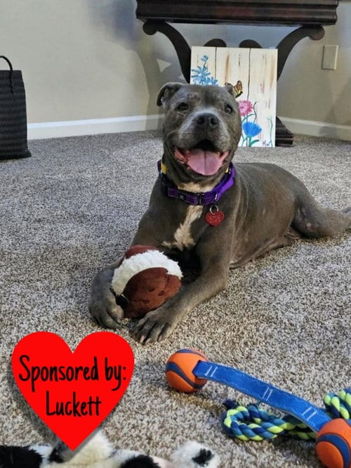 Photo of Maggie, adoptable senior Terrier in San Leon, Texas