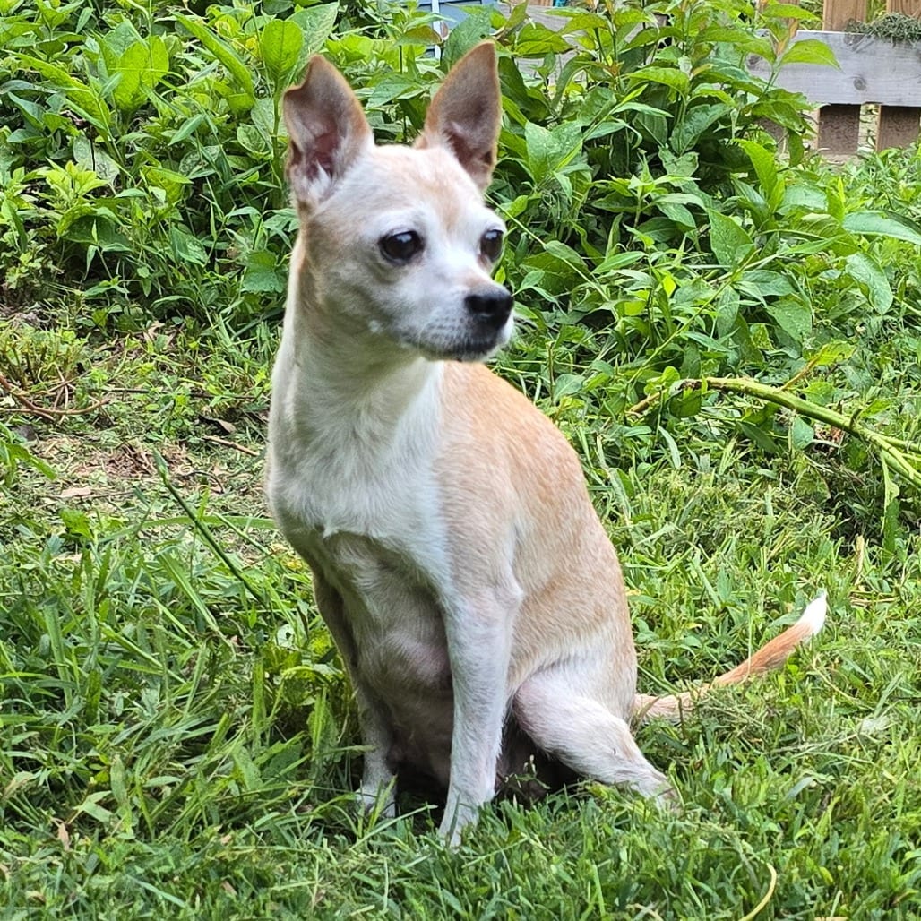 Photo of Claire, adoptable senior Chihuahua in Fairfax Station, Virginia
