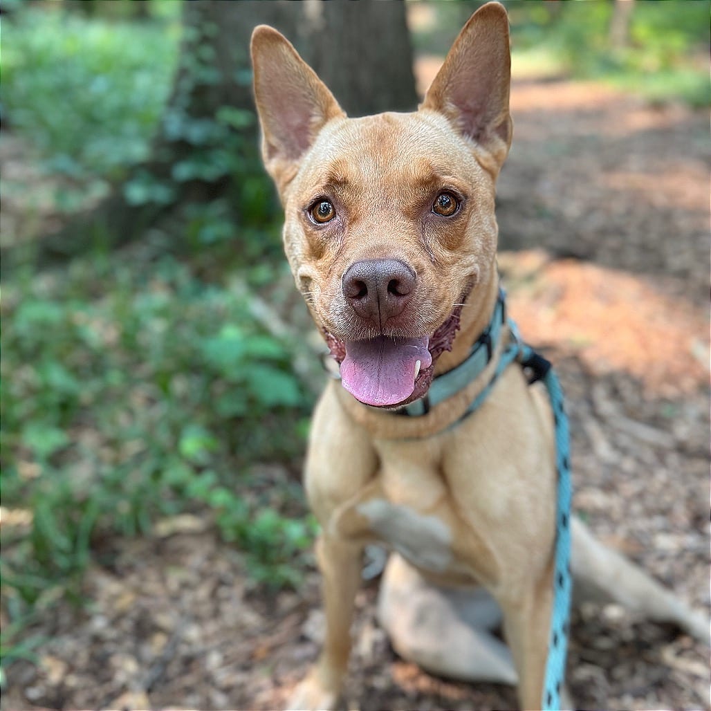 Photo of Bunty (I have a Secret Crush!), adoptable senior Terrier / Mix in Decatur, Georgia
