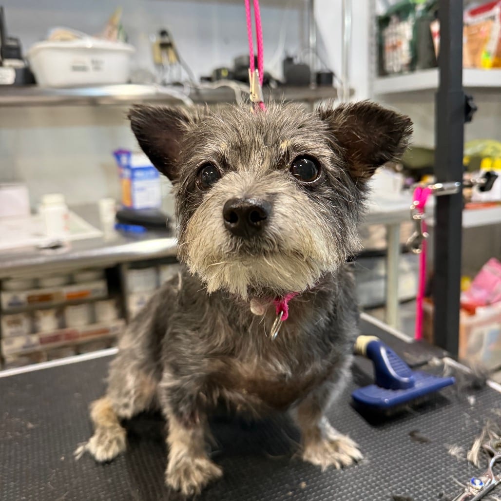 Photo of Suzie, adoptable senior Mixed Breed (Small) / Schnauzer, Miniature in West Chester, Pennsylvania