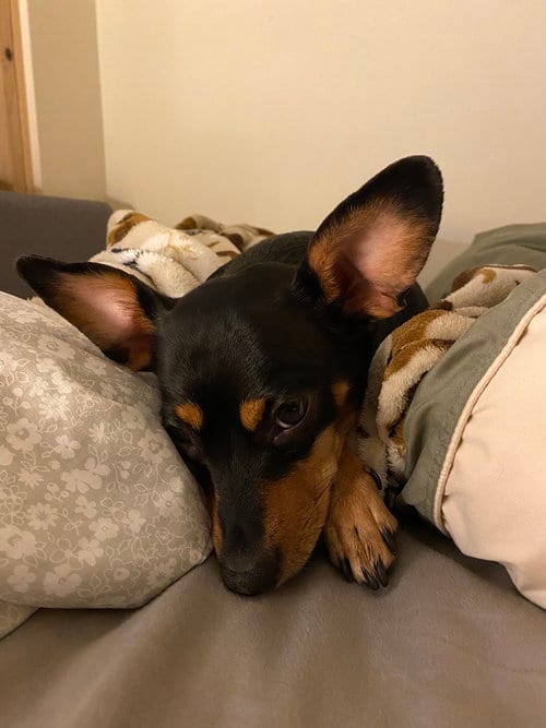 Photo of Roxie, adoptable senior Miniature Pinscher in Brewster, New York