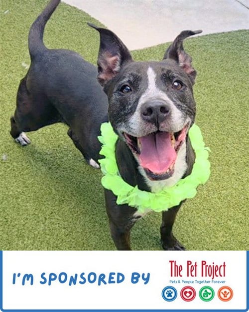 Photo of Tesla, adoptable senior American Staffordshire Terrier in Fort Lauderdale, Florida