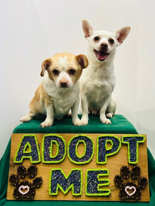 Photo of Casper & Tubbz, adoptable senior Chihuahua in Elizabethtown, Pennsylvania