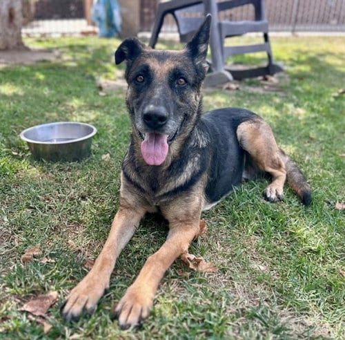 Photo of Peaches, adoptable senior German Shepherd Dog in Riverside, California