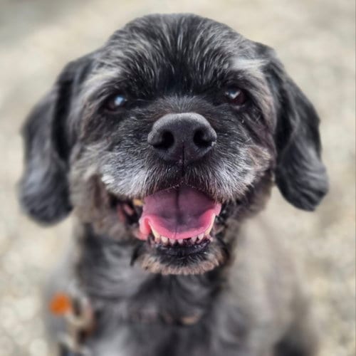 Photo of Clark, adoptable senior Miniature Schnauzer in Normal, Illinois