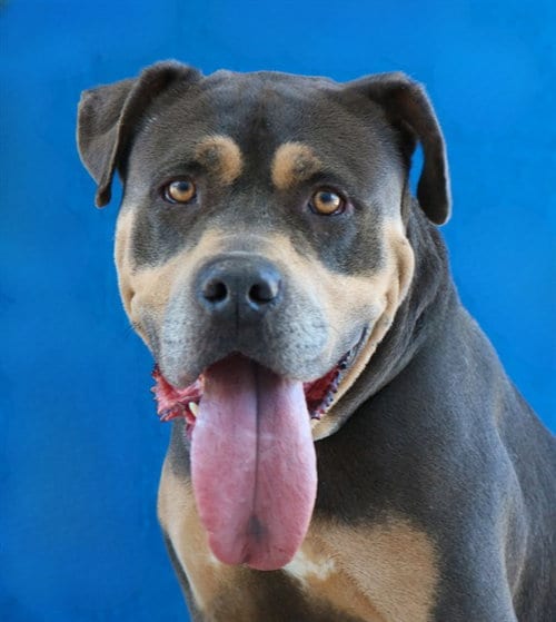 Photo of Sky, adoptable senior Pit Bull Terrier in Baldwin Park, California