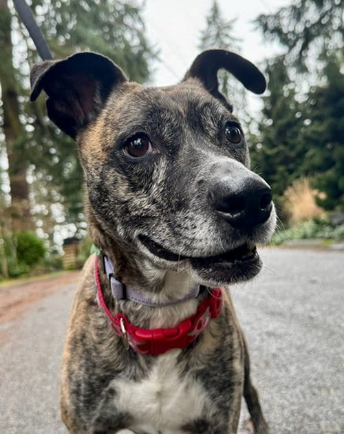 Photo of Trixie, adoptable senior Whippet in Seattle, Washington