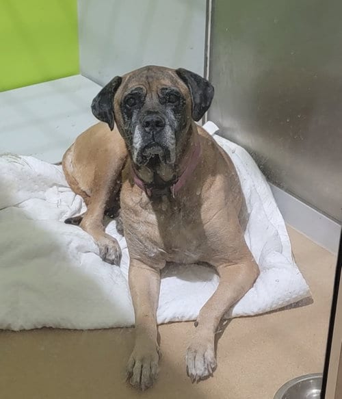 Photo of Piper - For the Love of Mastiffs, adoptable senior Mastiff in Edmond, Oklahoma