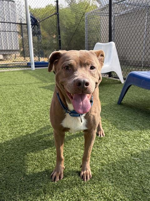 Photo of Roxie, adoptable senior Pit Bull Terrier in Dallas, Texas