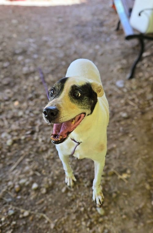 Photo of Smudge, adoptable senior American Staffordshire Terrier in Jackson, Mississippi