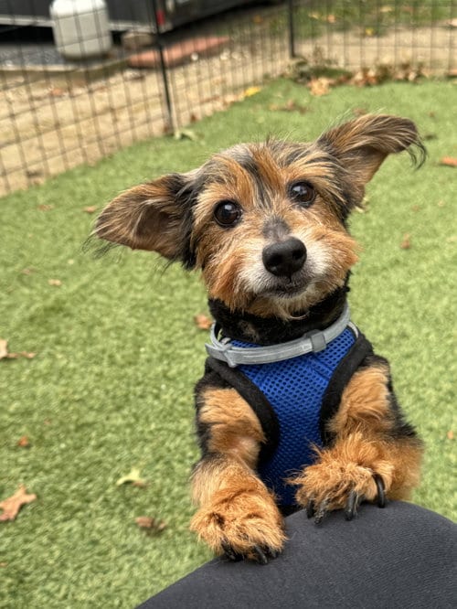 Photo of Murphy, adoptable senior Yorkshire Terrier Yorkie in North Babylon, New York