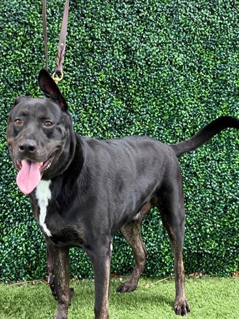 Photo of Nixon, adoptable senior Labrador Retriever in Naples, Florida