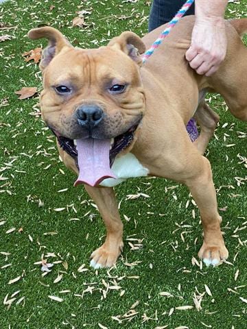 LOWKEY, adoptable senior Pit Bull Terrier in Greensbo, NC