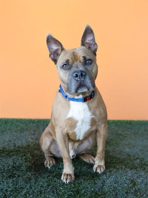 Photo of Billy, adoptable senior American Bulldog in Miami, Florida